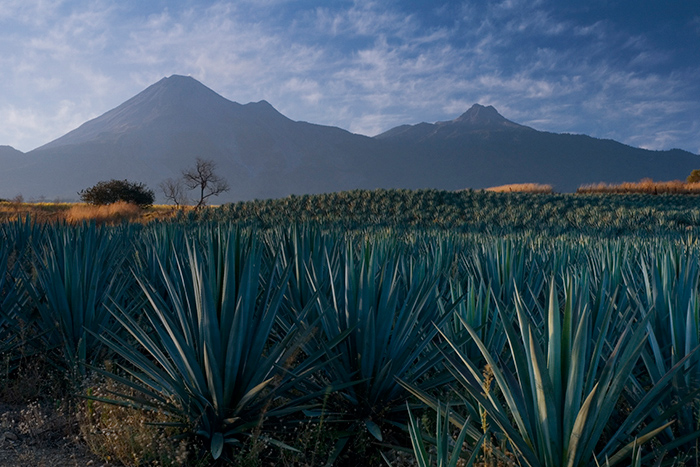 Fotografía de un paisaje donde se aprecia el campo de agave en el pueblo de Tequila.