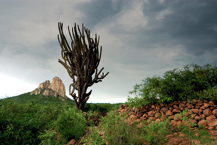 Fotografía de un paisaje donde se aprecia en primer plano un cactus y en el fonod nubres de color blanco.